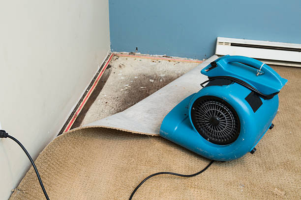 Best Mold removal after water damage  in Gouldtown, NJ